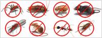 Emergency Pest Control Melbourne image 1